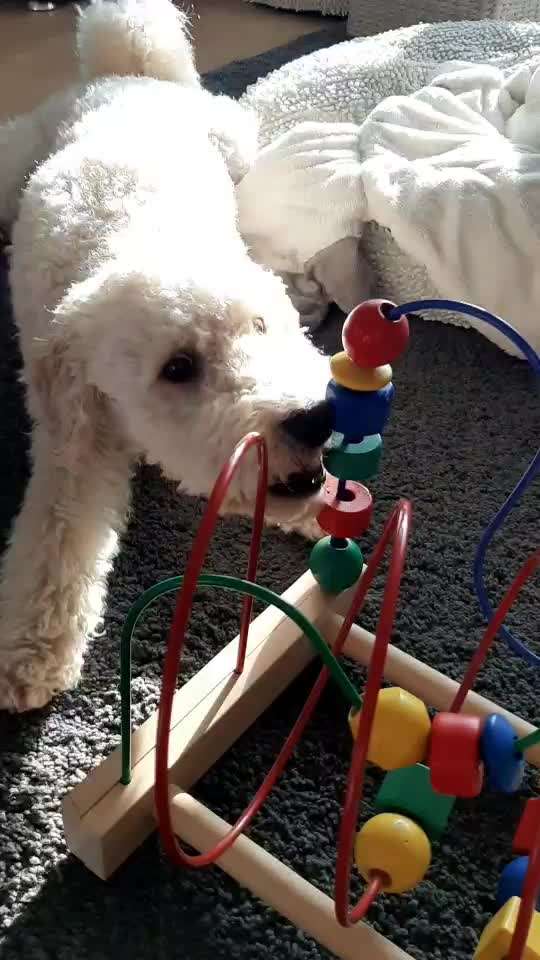 DIY Spiele & Training für Zuhause-Beitrag-Bild