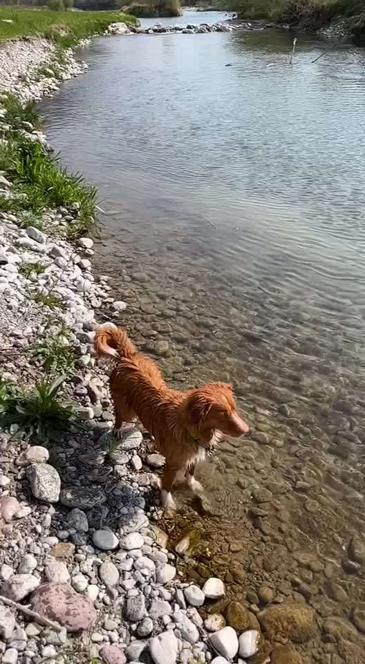 Nova Scotia Duck Tolling Retriever-Beitrag-Bild