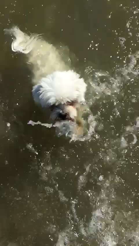 Zeigt hier Euer liebstes Video Eurer Hunde-Beitrag-Bild