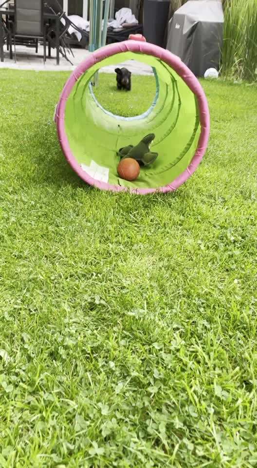 Die Dogorama Wochen Challenge-Beitrag-Bild