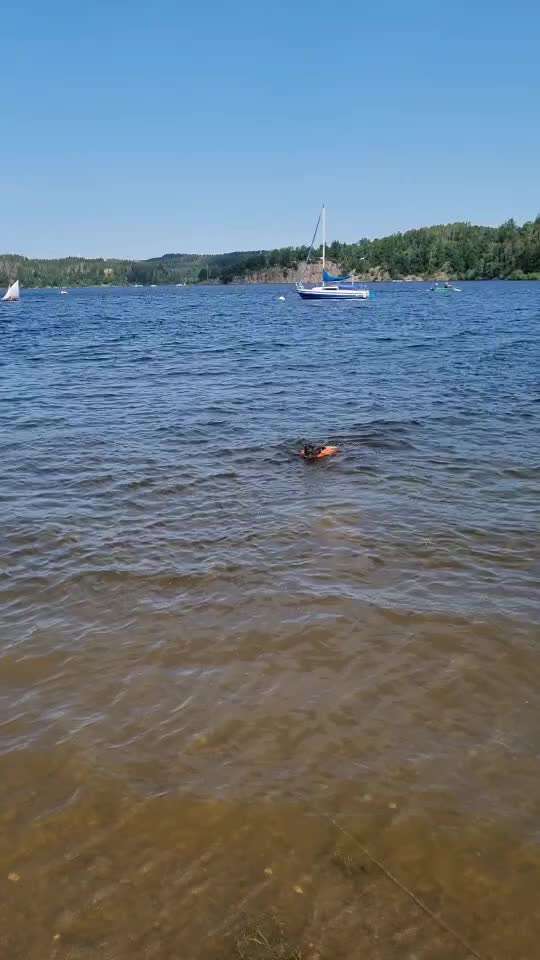 Französische Bulldoggen-Beitrag-Bild
