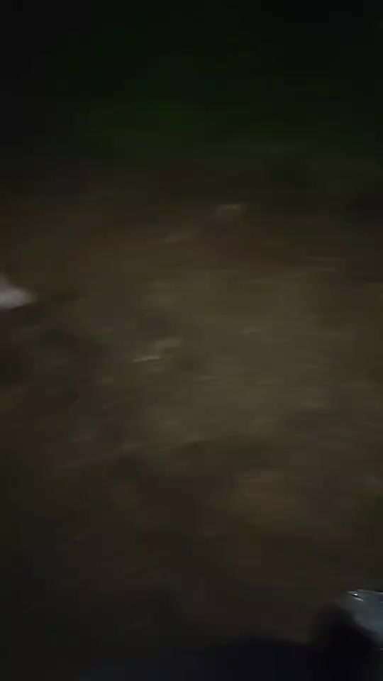 Verhalten meiner Hündin!-Beitrag-Bild