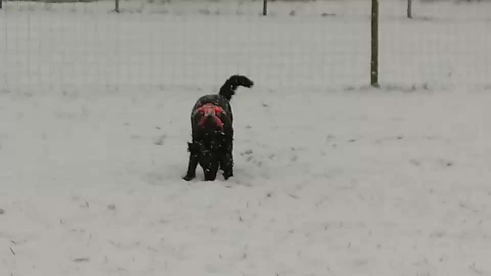 Schneenasen-Beitrag-Bild