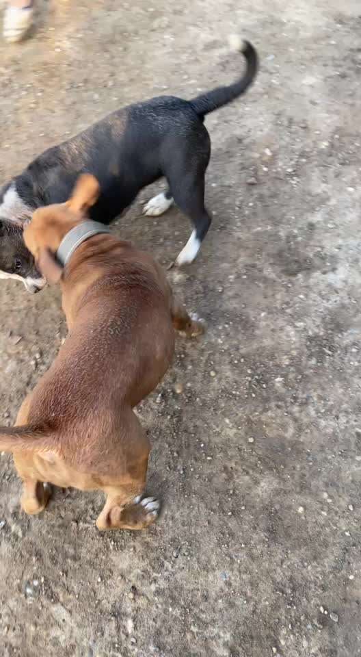 Gewicht American Bully-Beitrag-Bild