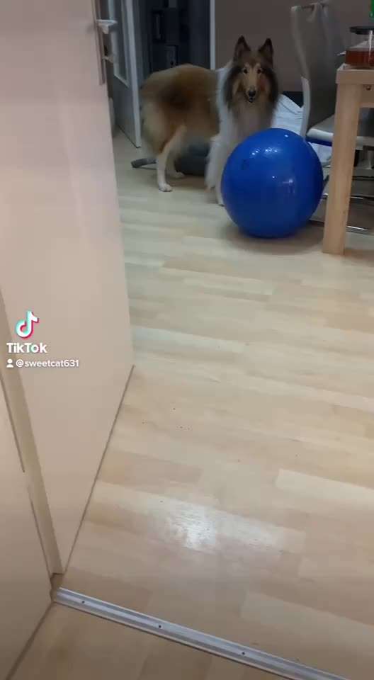 Trick Challenge Nr. 21 Treibball-Beitrag-Bild