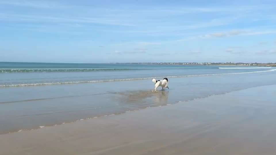 aktuelles Foto Gruppe Neufundländer & Landseer