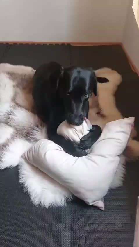 Hund knabbert und nuckelt an Decken-Beitrag-Bild