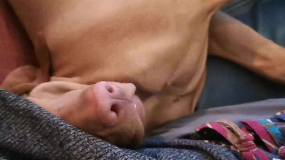 55. Video Challange: lustiges Video/Lieblingsvideo-Beitrag-Bild