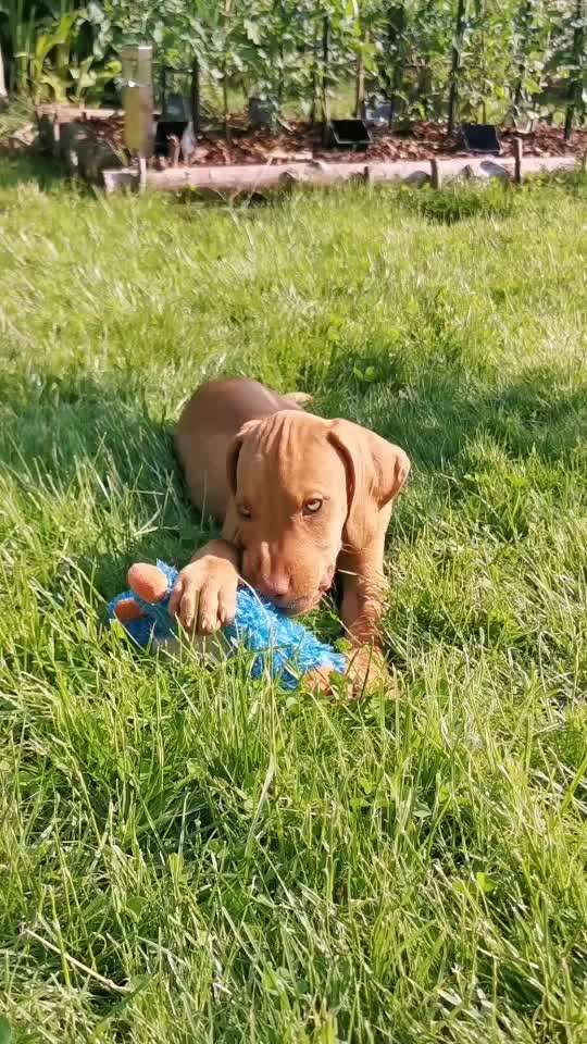 44. Video Challenge - Spielen mit dem Lieblingsspielzeug-Beitrag-Bild