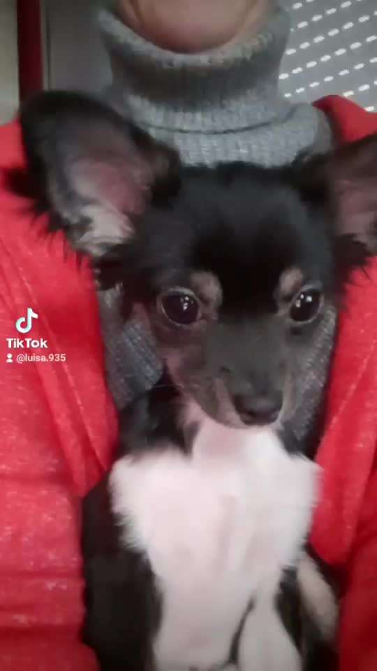 Wo sind die Chihuahua Besitzer ?-Beitrag-Bild