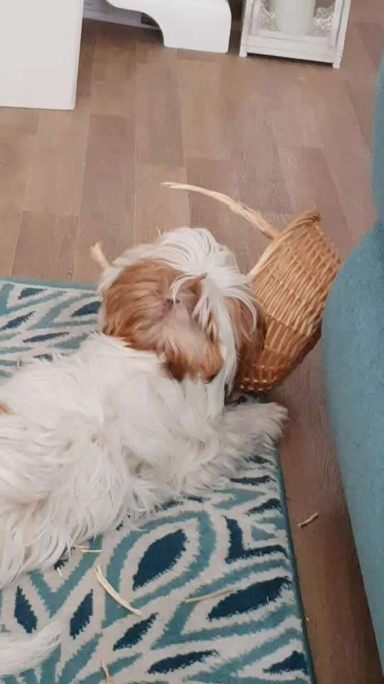 Welpen Bilder !-Beitrag-Bild