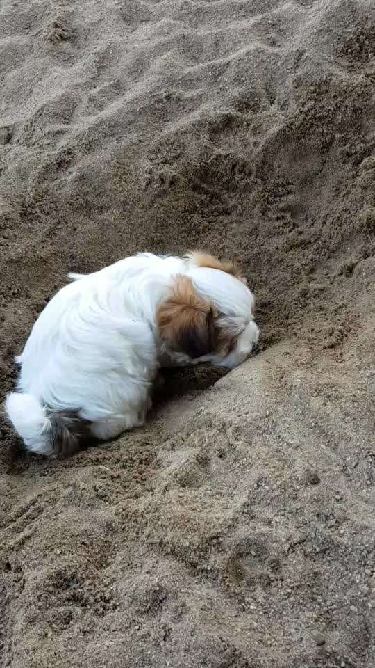 Welpen Bilder !-Beitrag-Bild