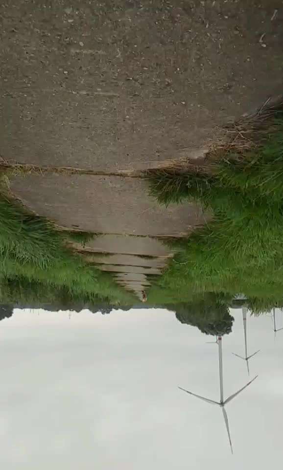 Zeigt hier Euer liebstes Video Eurer Hunde-Beitrag-Bild