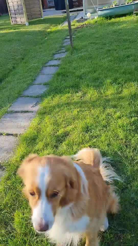 Zeigt hier Euer liebstes Video Eurer Hunde-Beitrag-Bild