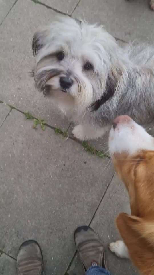 Tibet Terrier-Beitrag-Bild