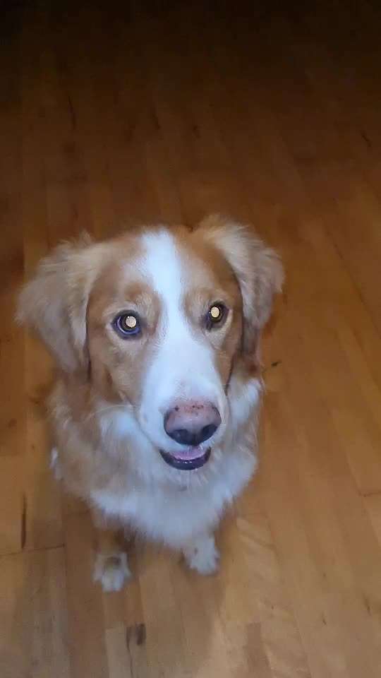 Impulskontrolle Challenge Nr. 5: Lekkerli zurück bringen-Beitrag-Bild