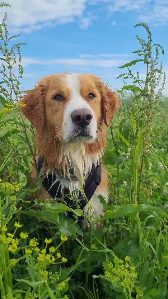 Die wunderschöne Welt mit Hund.-Beitrag-Bild