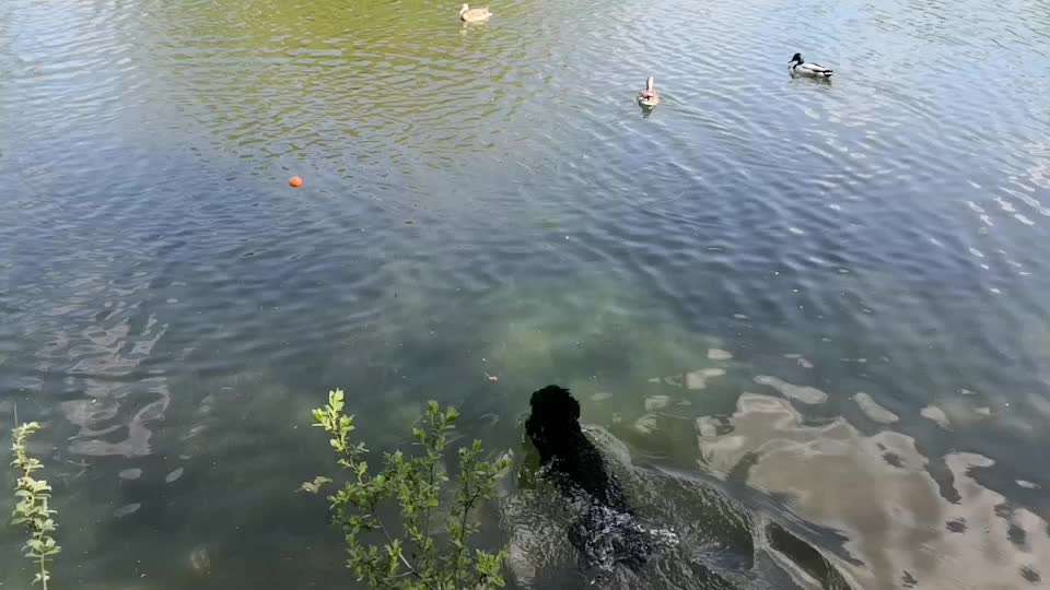 Alles rund um den Pudel-Beitrag-Bild