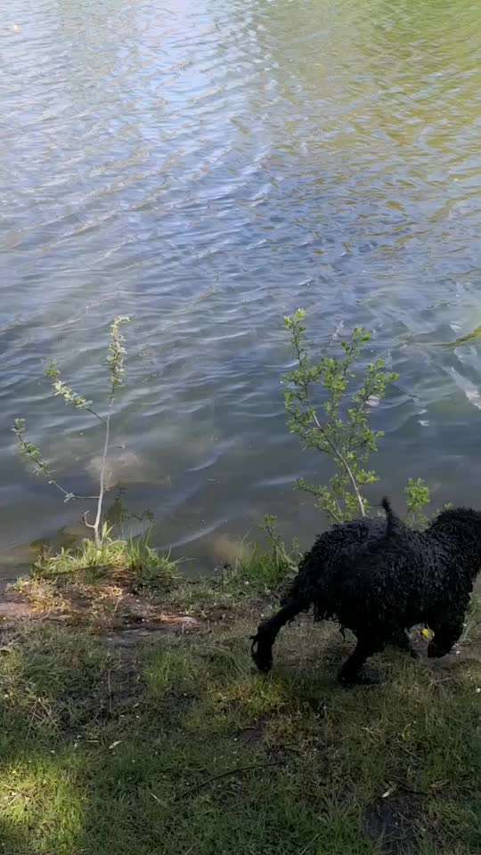 Alles rund um den Pudel-Beitrag-Bild