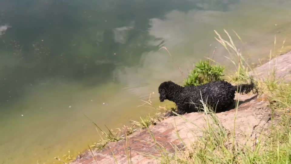 Alles rund um den Pudel-Beitrag-Bild