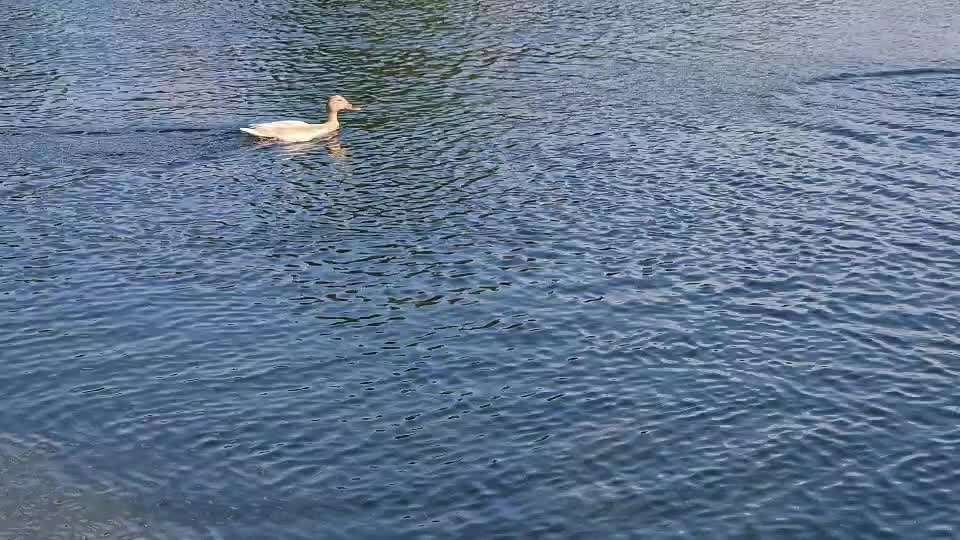 Alles rund um den Pudel-Beitrag-Bild