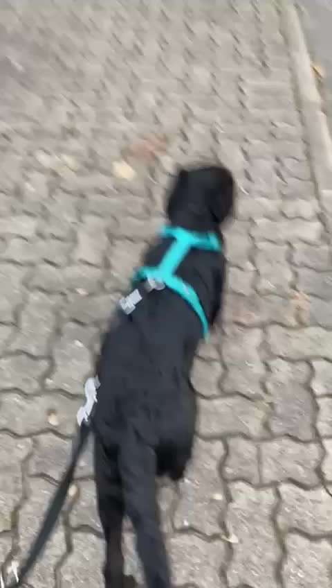 Brüder und Schwestern gesucht!!!-Beitrag-Bild