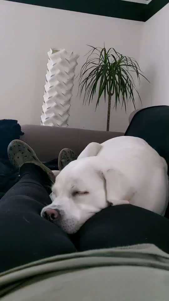 40. Handy Video Challenge - Im Land der Träume-Beitrag-Bild