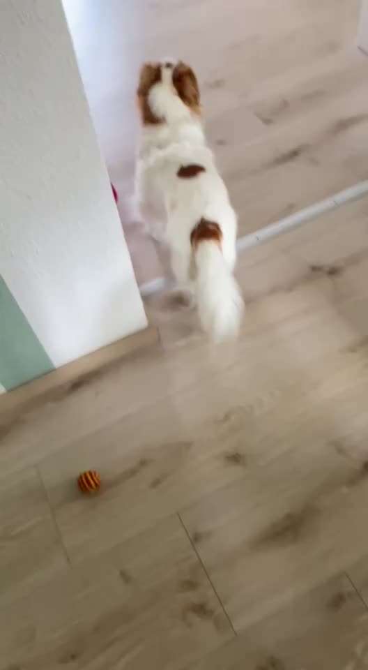 Hallo, unser Anton humpelt gelegentlich, nach den schlafen. Dann zieht er das linke Hinterbein an.-Beitrag-Bild