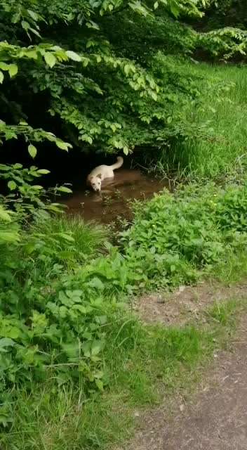 Die Dogorama Monats Challenge "Es grünt und blüht"-Beitrag-Bild