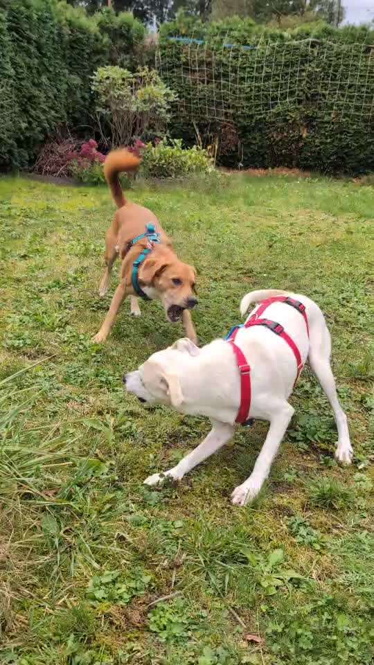 TierschutzhundeStammtisch🐕-Beitrag-Bild