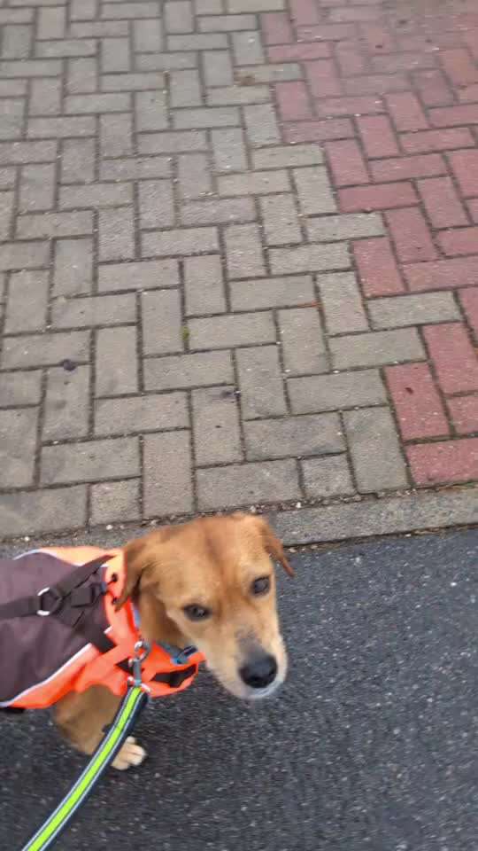 TierschutzhundeStammtisch🐕-Beitrag-Bild