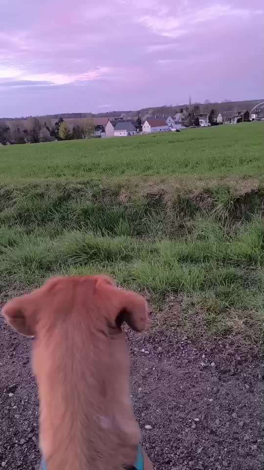 TierschutzhundeStammtisch🐕-Beitrag-Bild