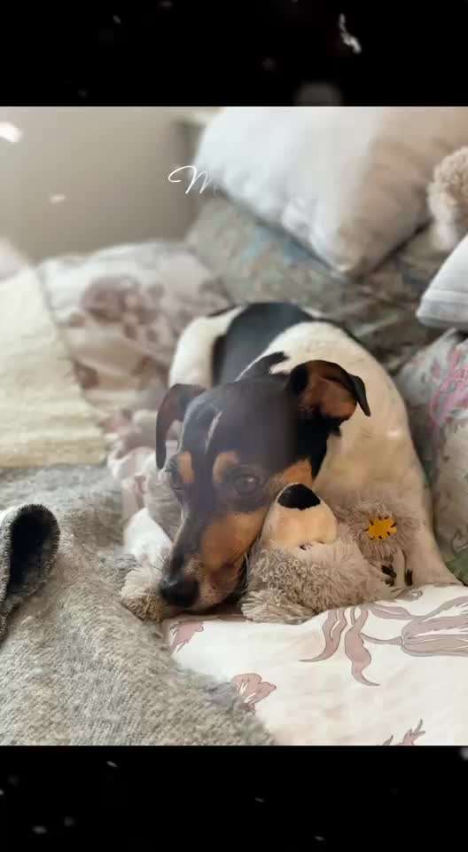 aktuelles Foto Gruppe Jack Russell Terrier