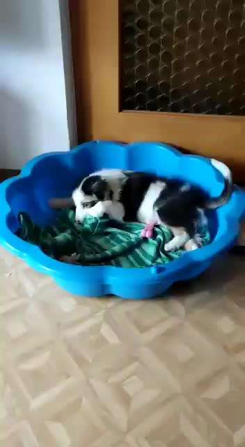 Zeigt hier Euer liebstes Video Eurer Hunde-Beitrag-Bild