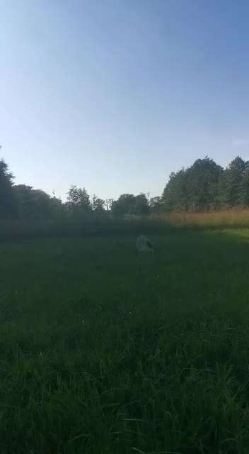 Windhunde - Treffen der besonderen Schönheiten
HERZLICH WILLKOMMEN-Beitrag-Bild