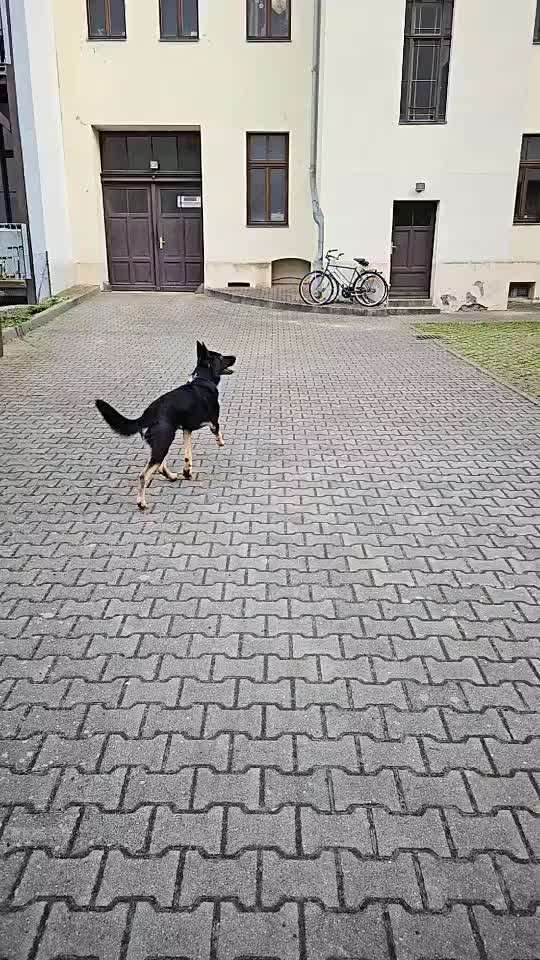 Bei Frauchen klappt vieles besser - Warum?-Beitrag-Bild