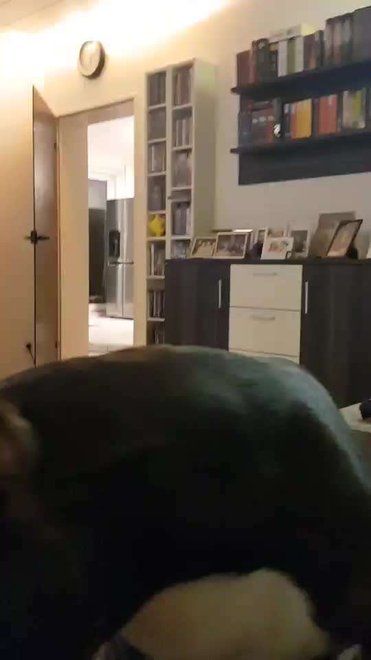 Französische Bulldoggen-Beitrag-Bild