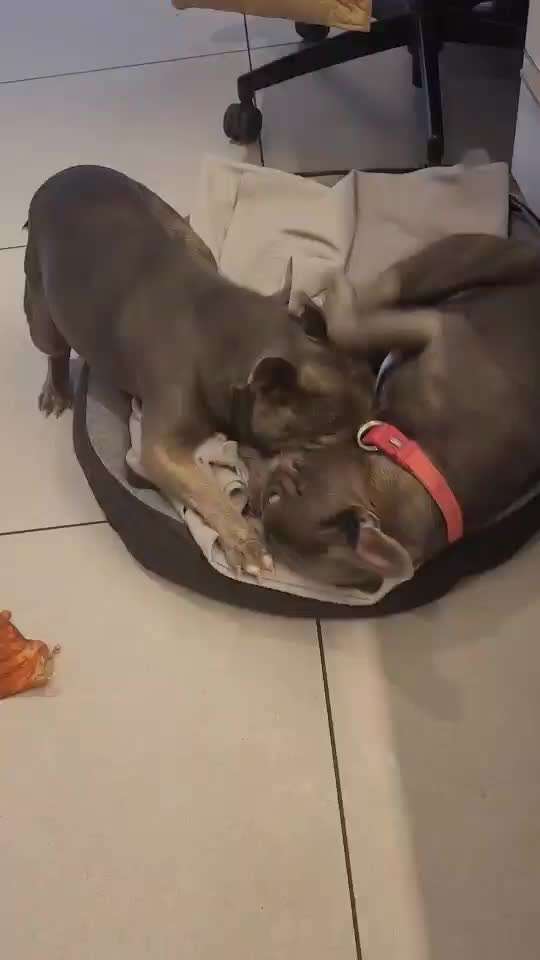 Französische Bulldoggen-Beitrag-Bild