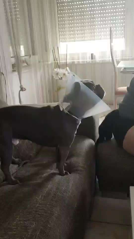 Französische Bulldoggen-Beitrag-Bild