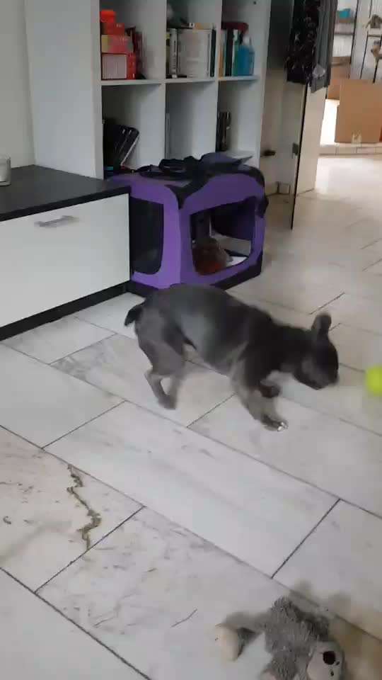 Französische Bulldogge   Rassebeschreibung, Probleme, Kosten, Erfahrungen-Beitrag-Bild