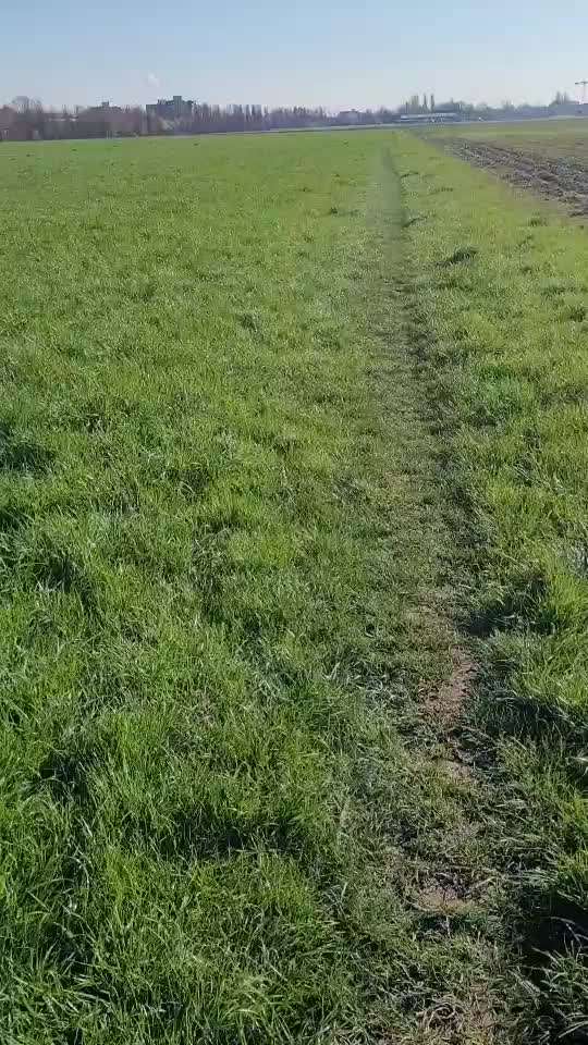 Französische Bulldoggen-Beitrag-Bild