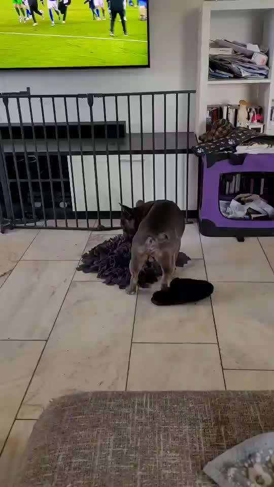 Französische Bulldoggen-Beitrag-Bild