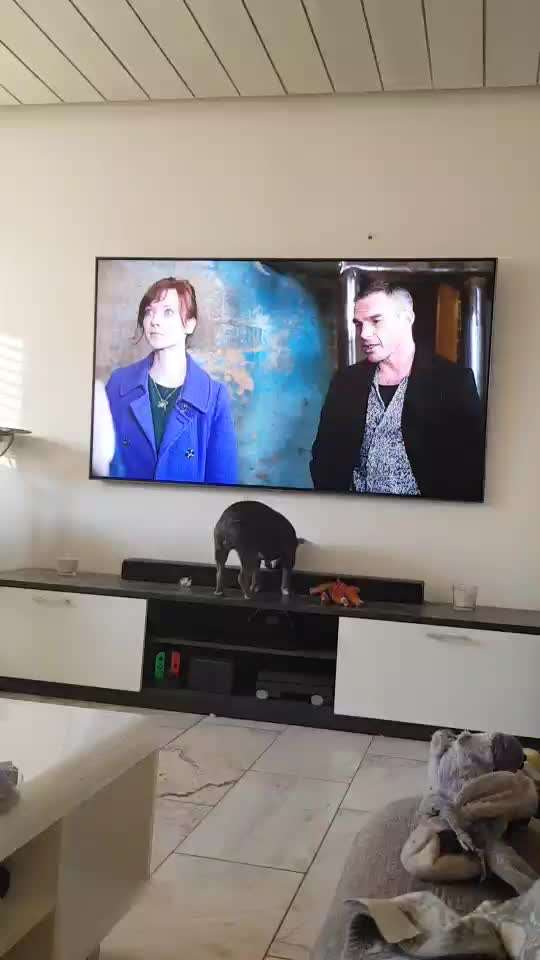 Französische Bulldoggen-Beitrag-Bild