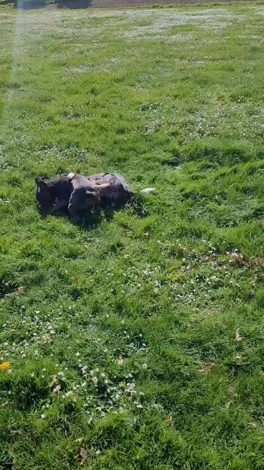 Französische Bulldoggen-Beitrag-Bild