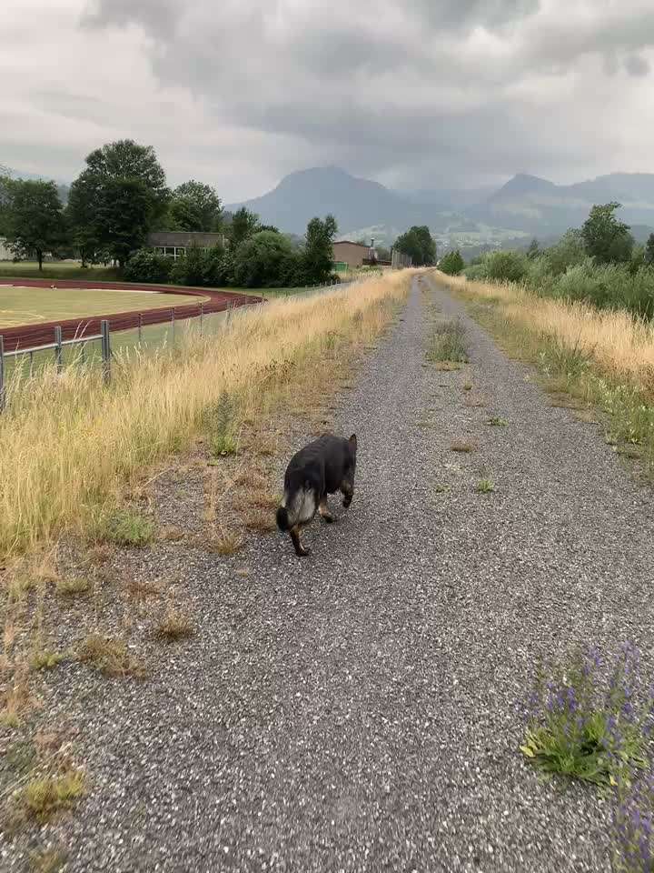 Radfahren mit Hund-Beitrag-Bild