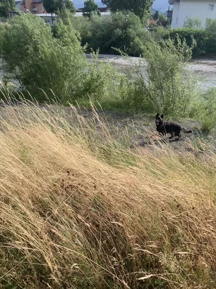 Radfahren mit Hund-Beitrag-Bild