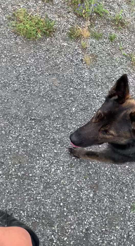 Radfahren mit Hund-Beitrag-Bild