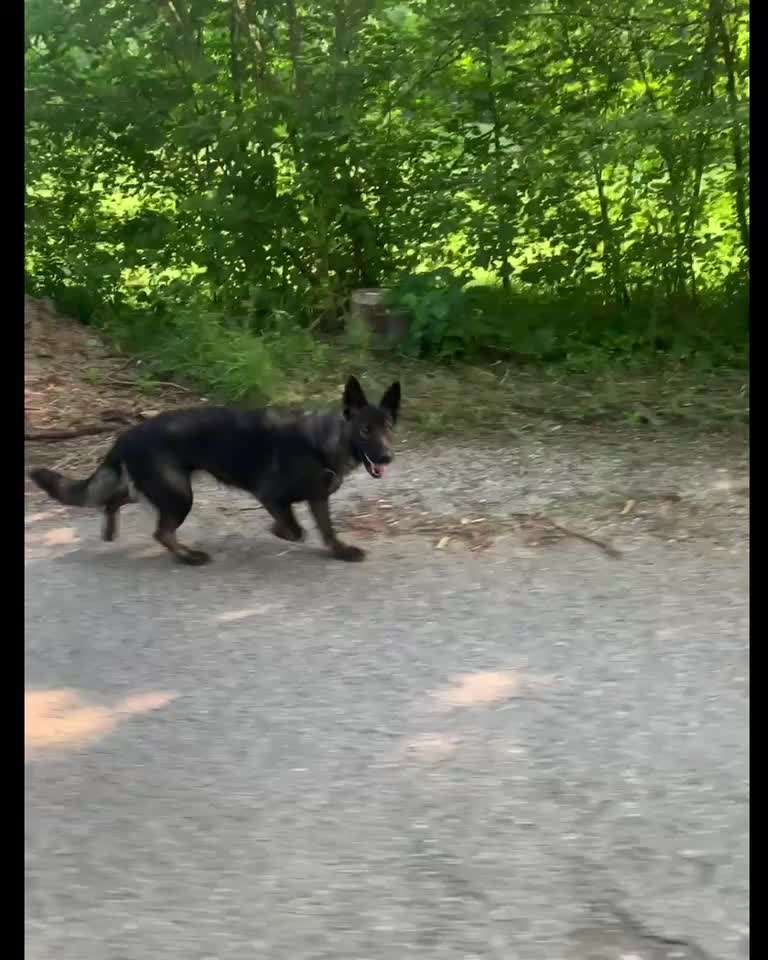 Radfahren mit Hund-Beitrag-Bild