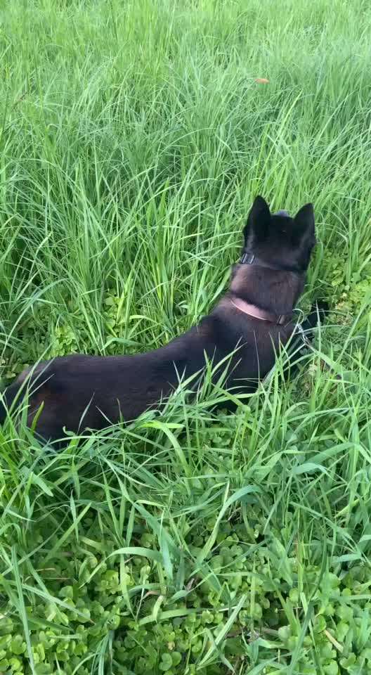 Mischlingshunde Foto Aufruf-Beitrag-Bild