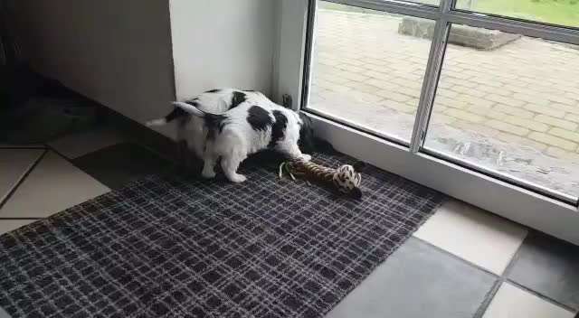 Wartezeit auf Welpen-Beitrag-Bild